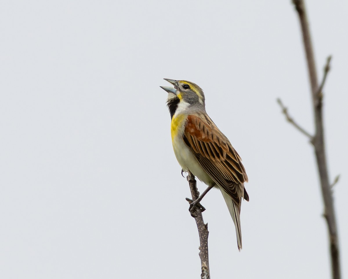 Dickcissel d'Amérique - ML636927995