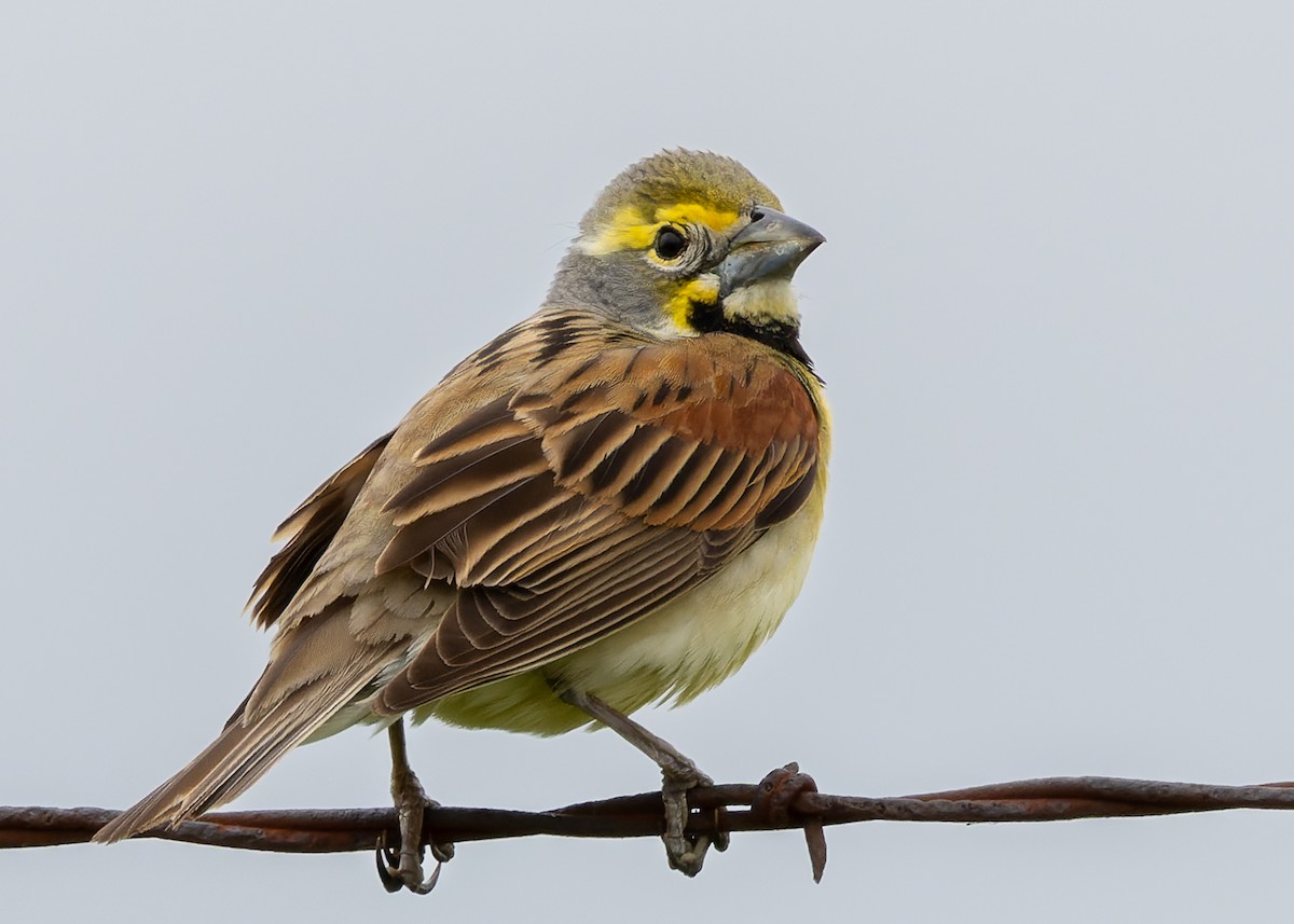 Dickcissel d'Amérique - ML636927996