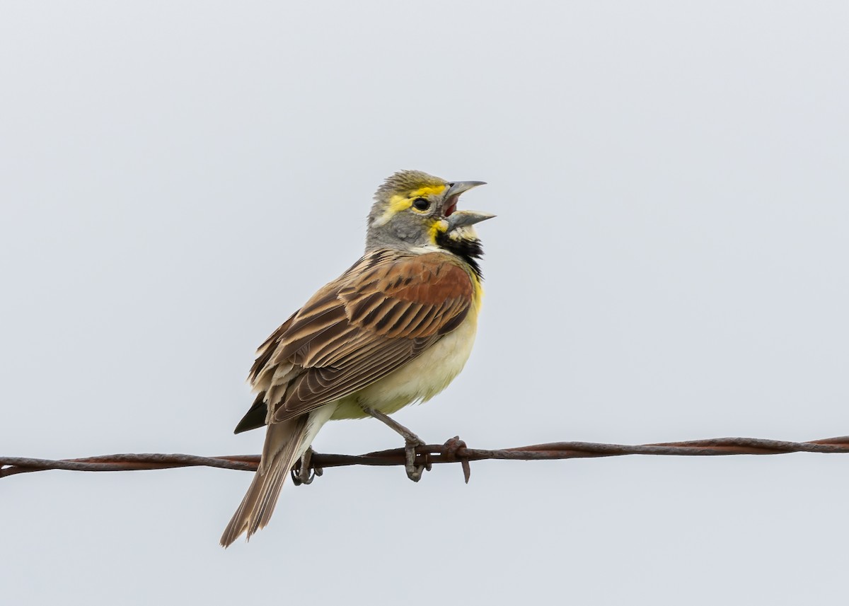 Dickcissel d'Amérique - ML636927997