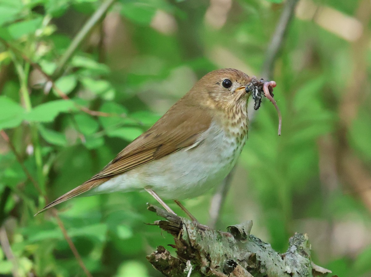 Veery - ML636928020