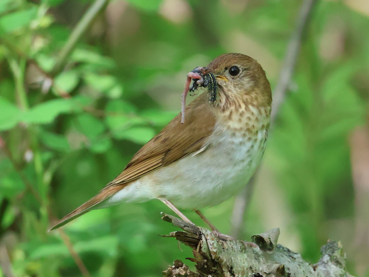 Veery - ML636928021