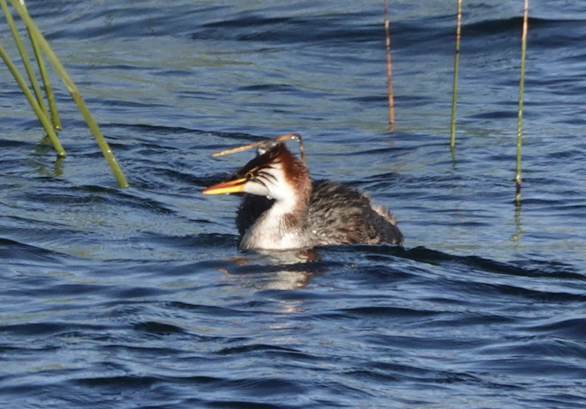 Titicaca Grebe - ML636928101