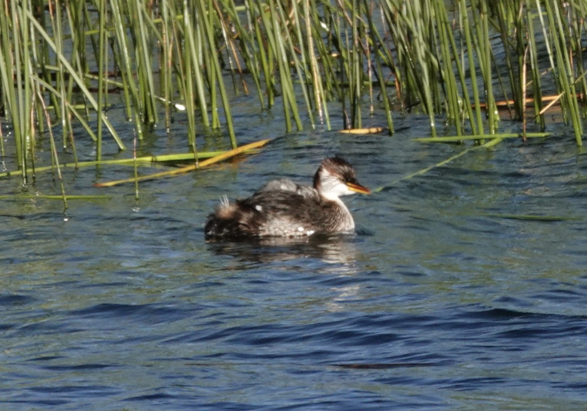 Titicaca Grebe - ML636928102