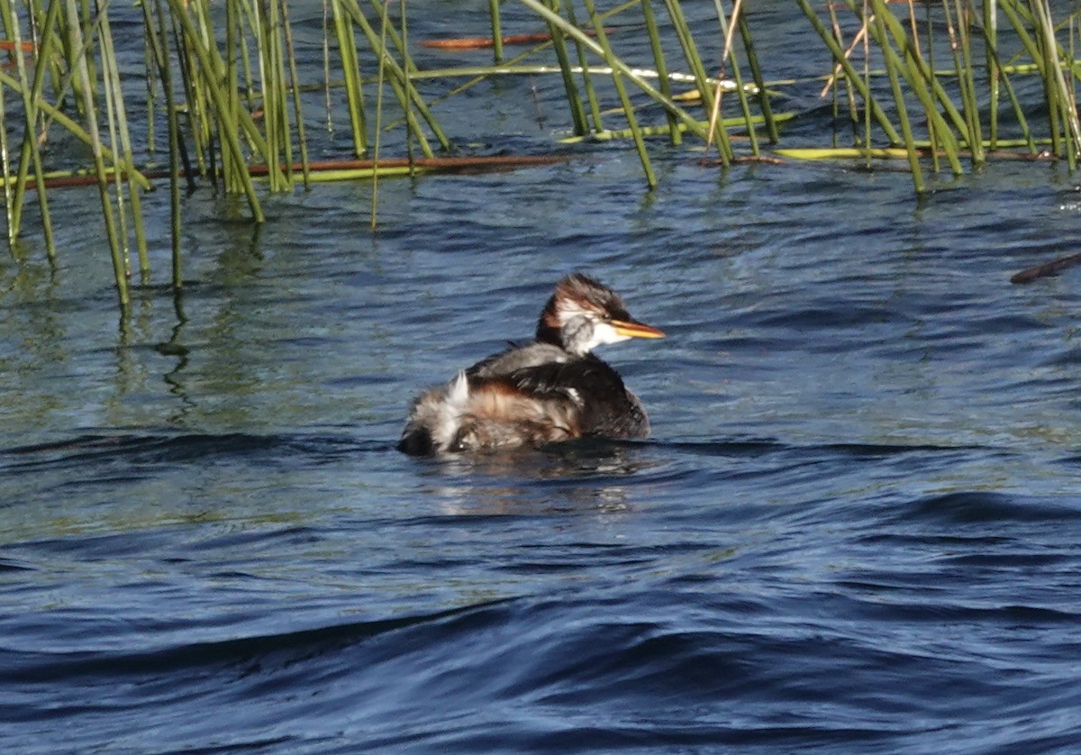 Titicaca Grebe - ML636928103