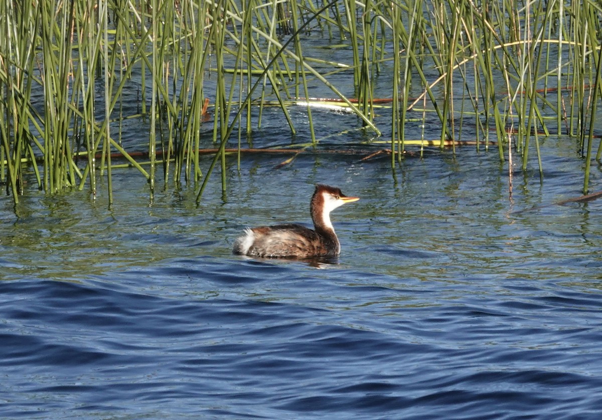 Titicaca Grebe - ML636928104