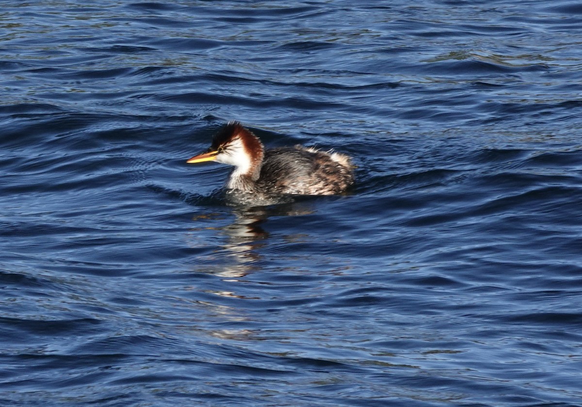 Titicaca Grebe - ML636928105