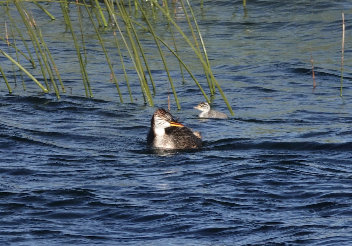 Titicaca Grebe - ML636928107