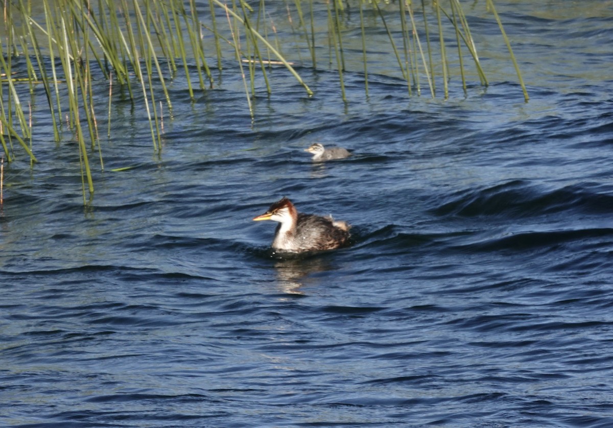Titicaca Grebe - ML636928108