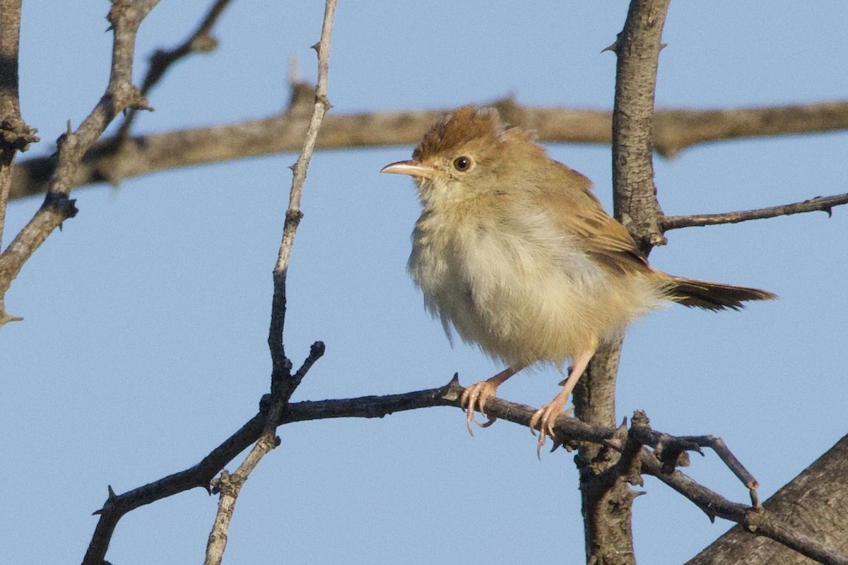 Piping Cisticola - ML636928172
