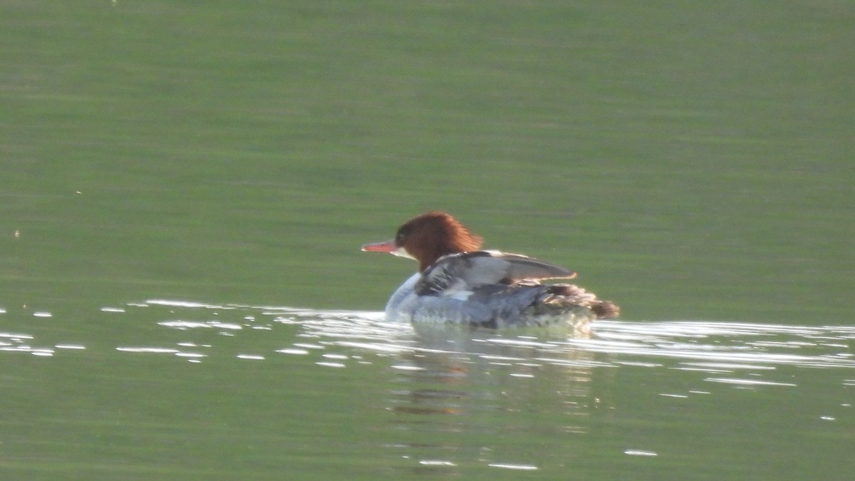 Common Merganser - ML636928348