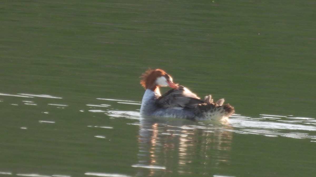 Common Merganser - ML636928349