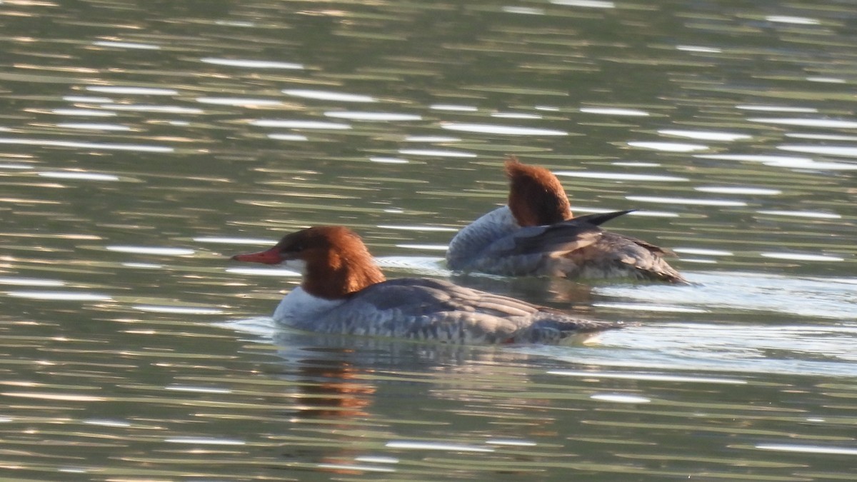 Common Merganser - ML636928351