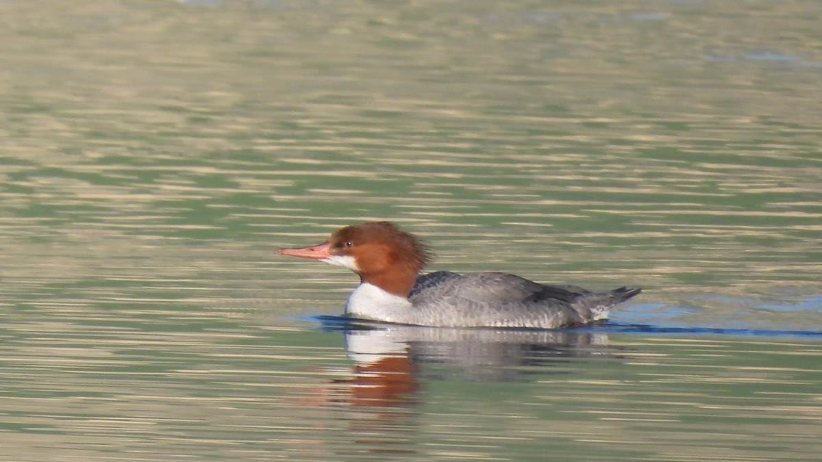 Common Merganser - ML636928352