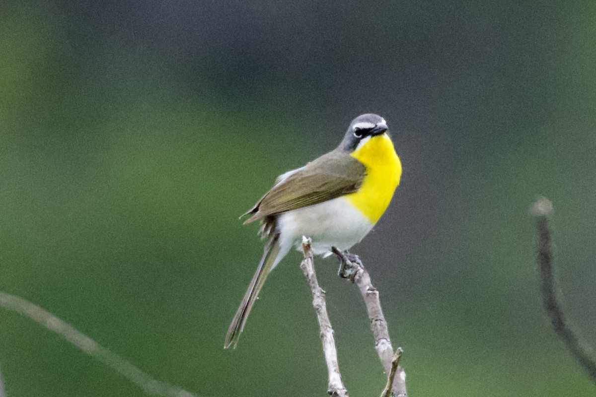 Yellow-breasted Chat - ML636928398
