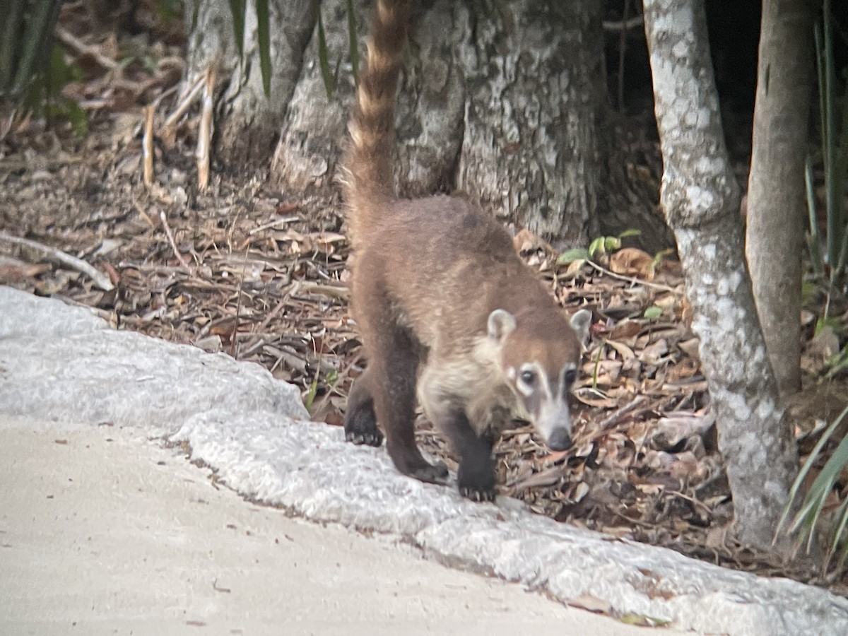 Yucatán Coati - ML636928403