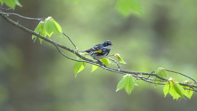 myrteparula (coronata) - ML636928453