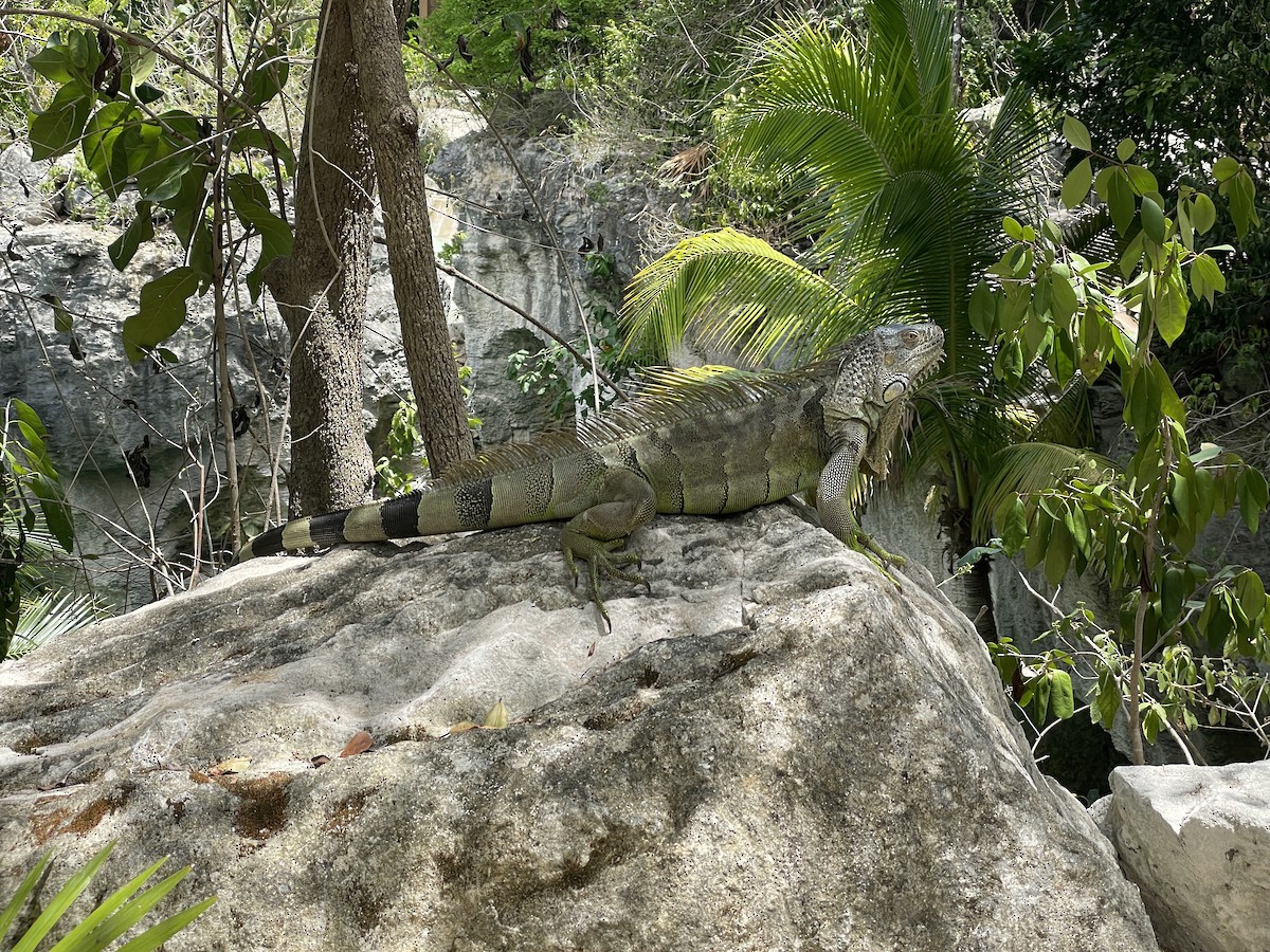Green Iguana - ML636928530