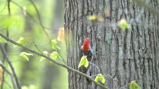 Red-bellied Woodpecker - ML636928609