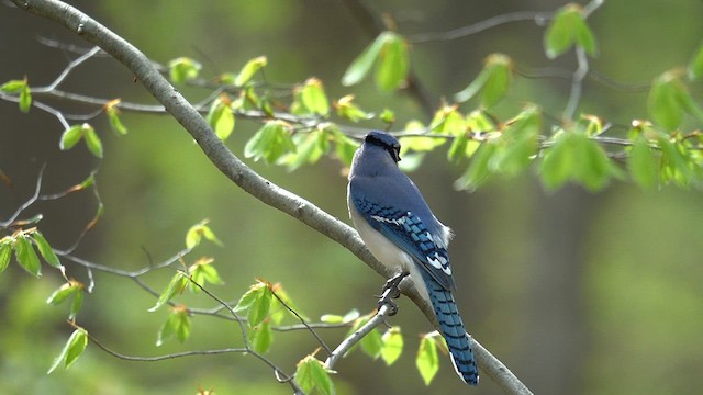 Blue Jay - ML636928619
