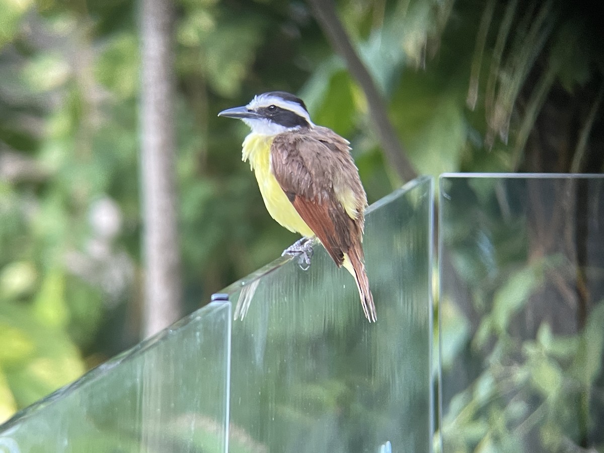 Great Kiskadee - ML636928638
