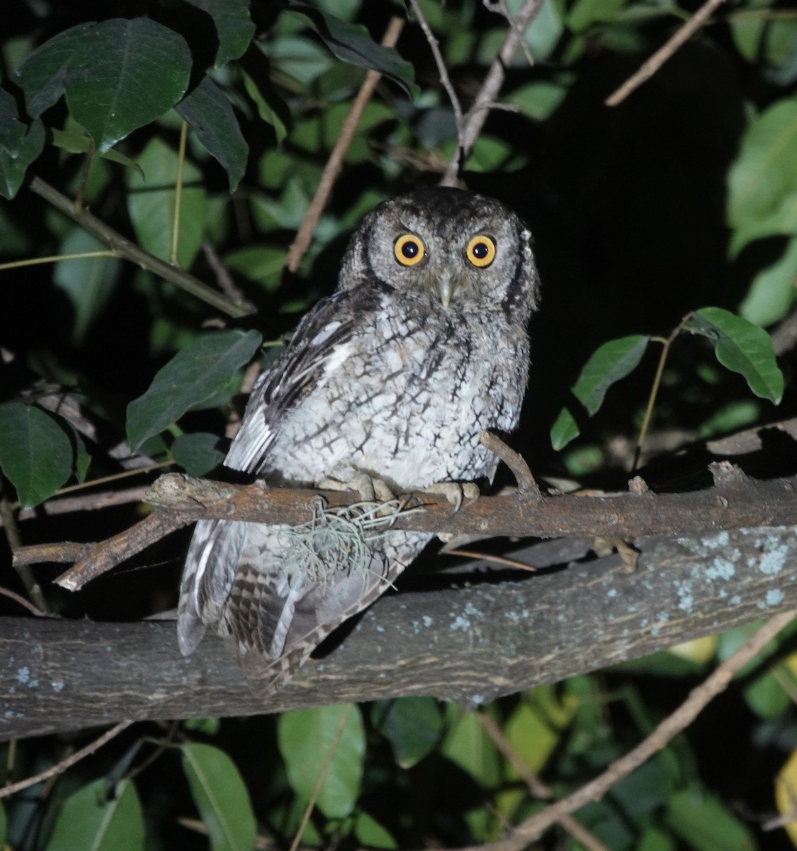 Koepcke's Screech-Owl (Apurimac) - ML636928661