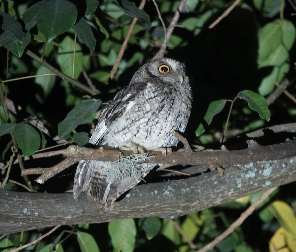 Koepcke's Screech-Owl (Apurimac) - ML636928662