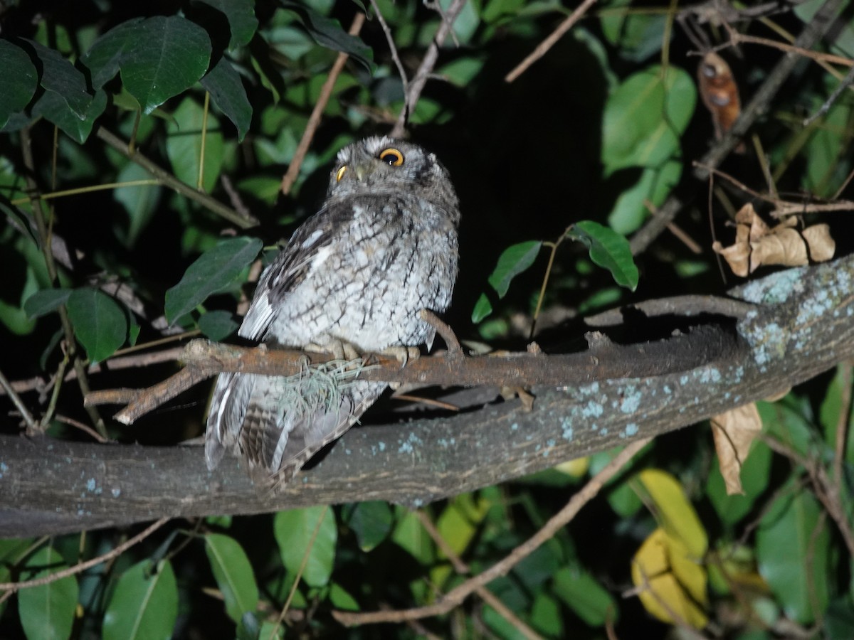 Koepcke's Screech-Owl (Apurimac) - ML636928695