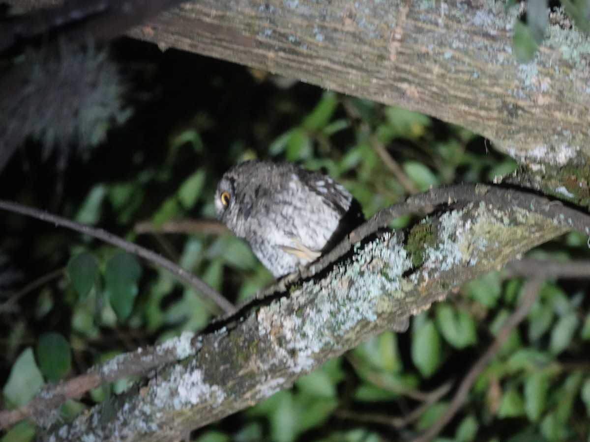 Koepcke's Screech-Owl (Apurimac) - ML636928696