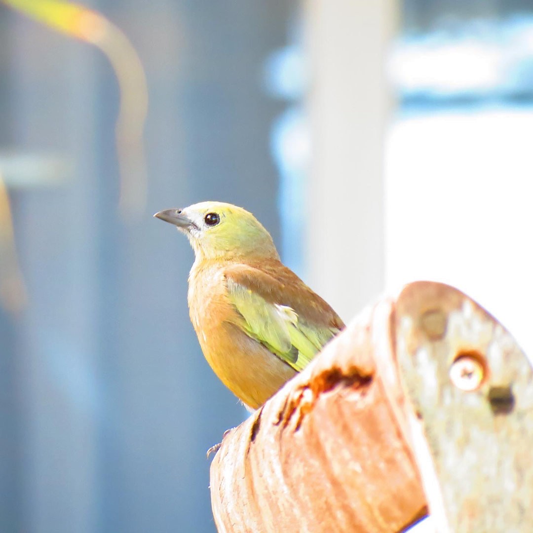 Palm Tanager - ML636928762