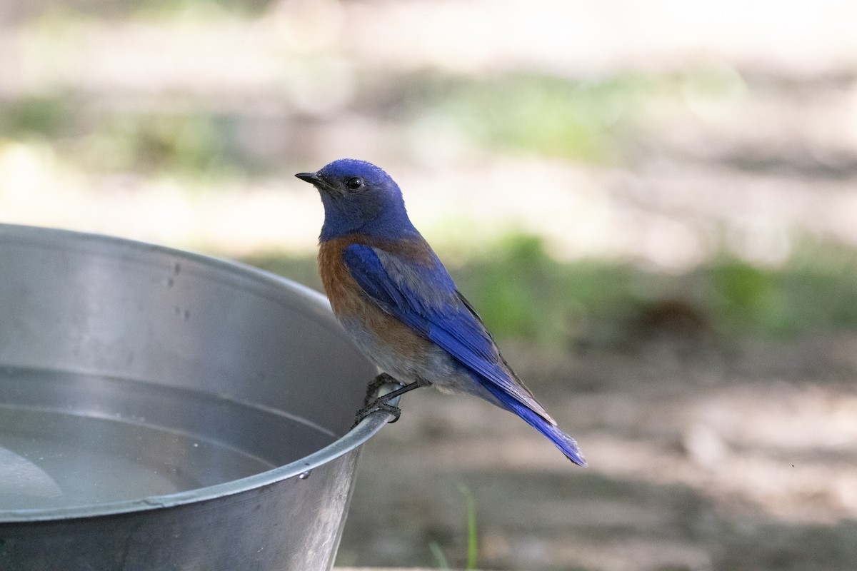 Western Bluebird - ML636928791