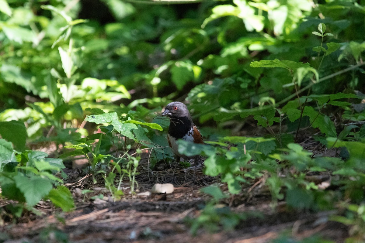 Spotted Towhee - ML636928792