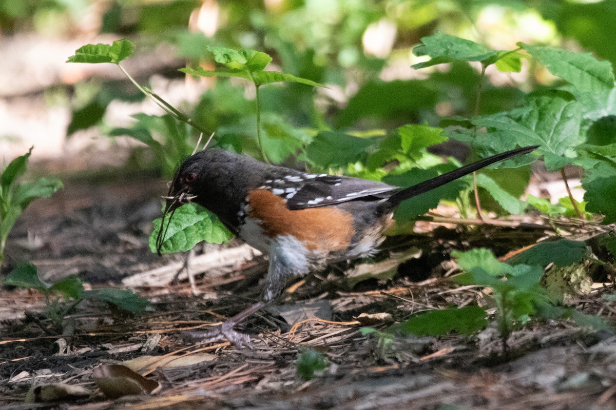 Spotted Towhee - ML636928793