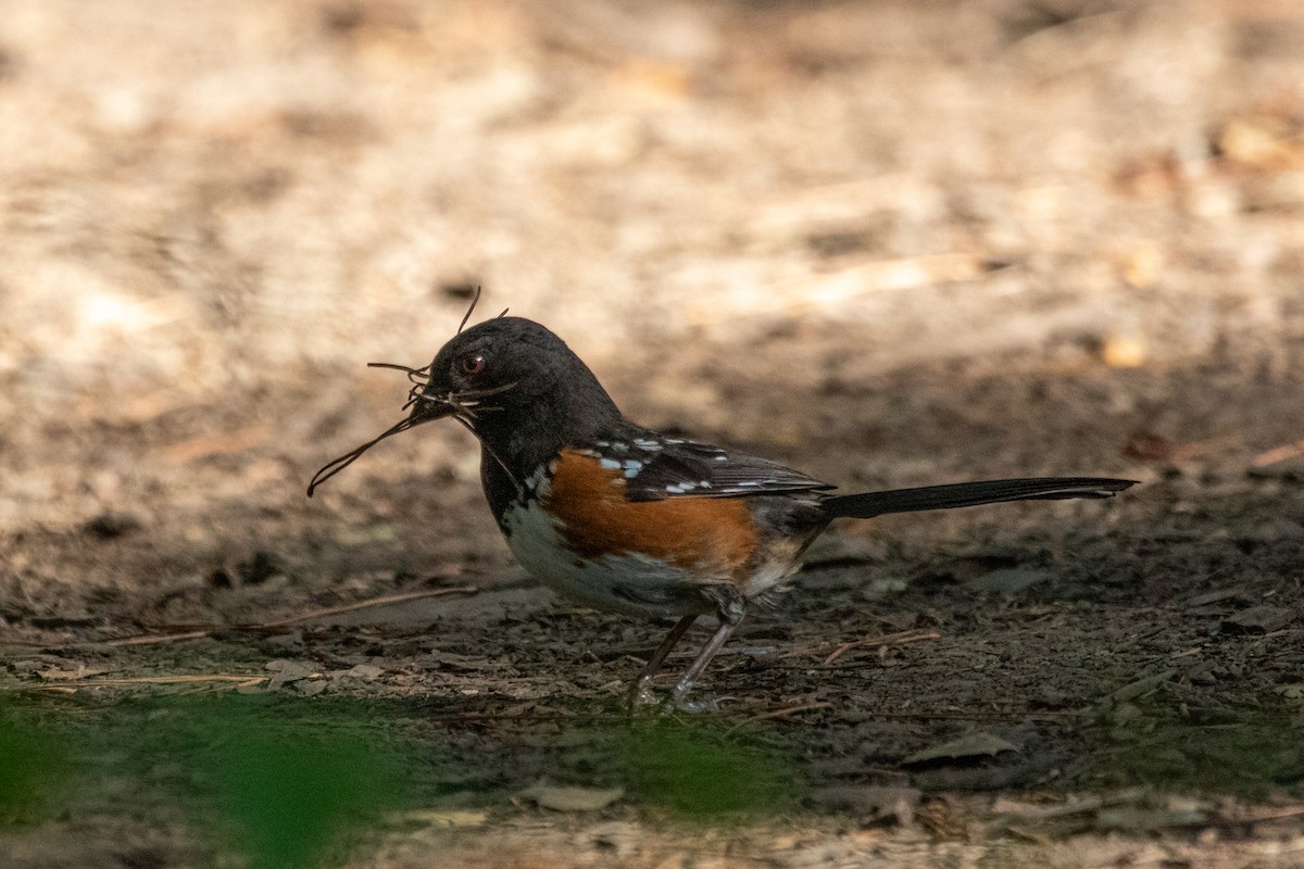 Spotted Towhee - ML636928795