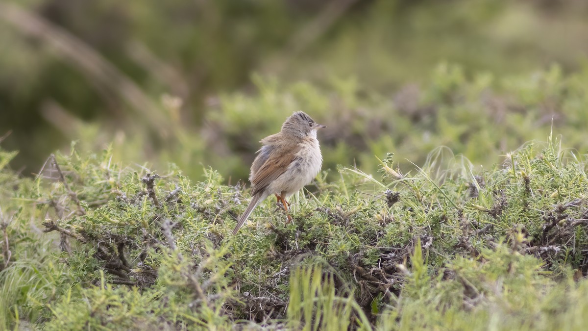 pěnice brýlatá - ML636928797