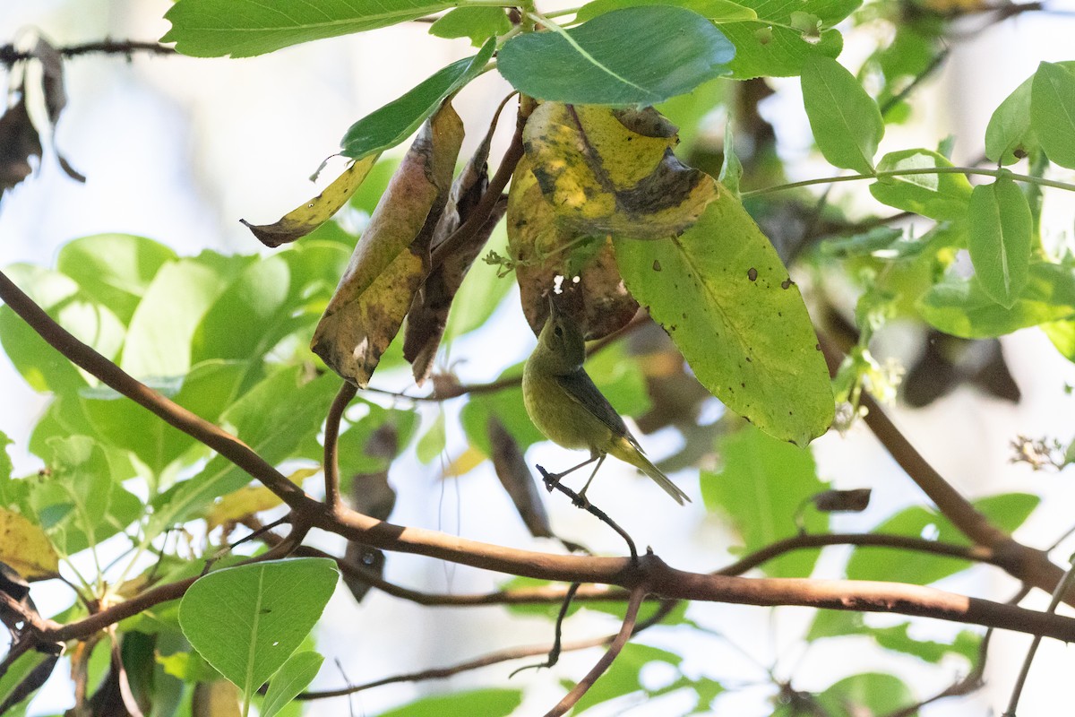 Orange-crowned Warbler - ML636928800