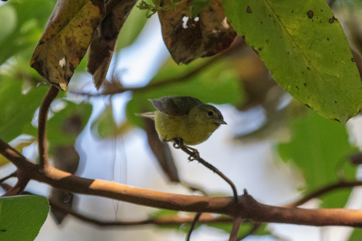 Orange-crowned Warbler - ML636928803