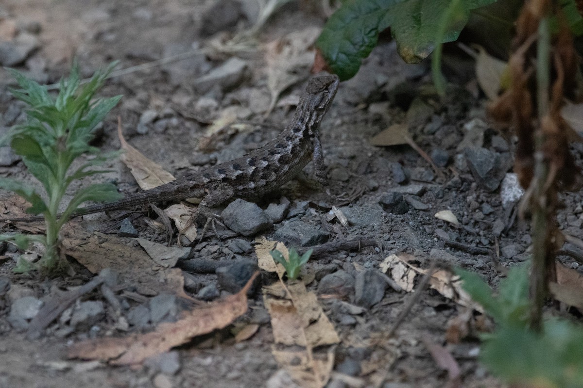 Reptiles - ML636928805