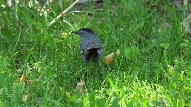 Gray Catbird - ML636928842