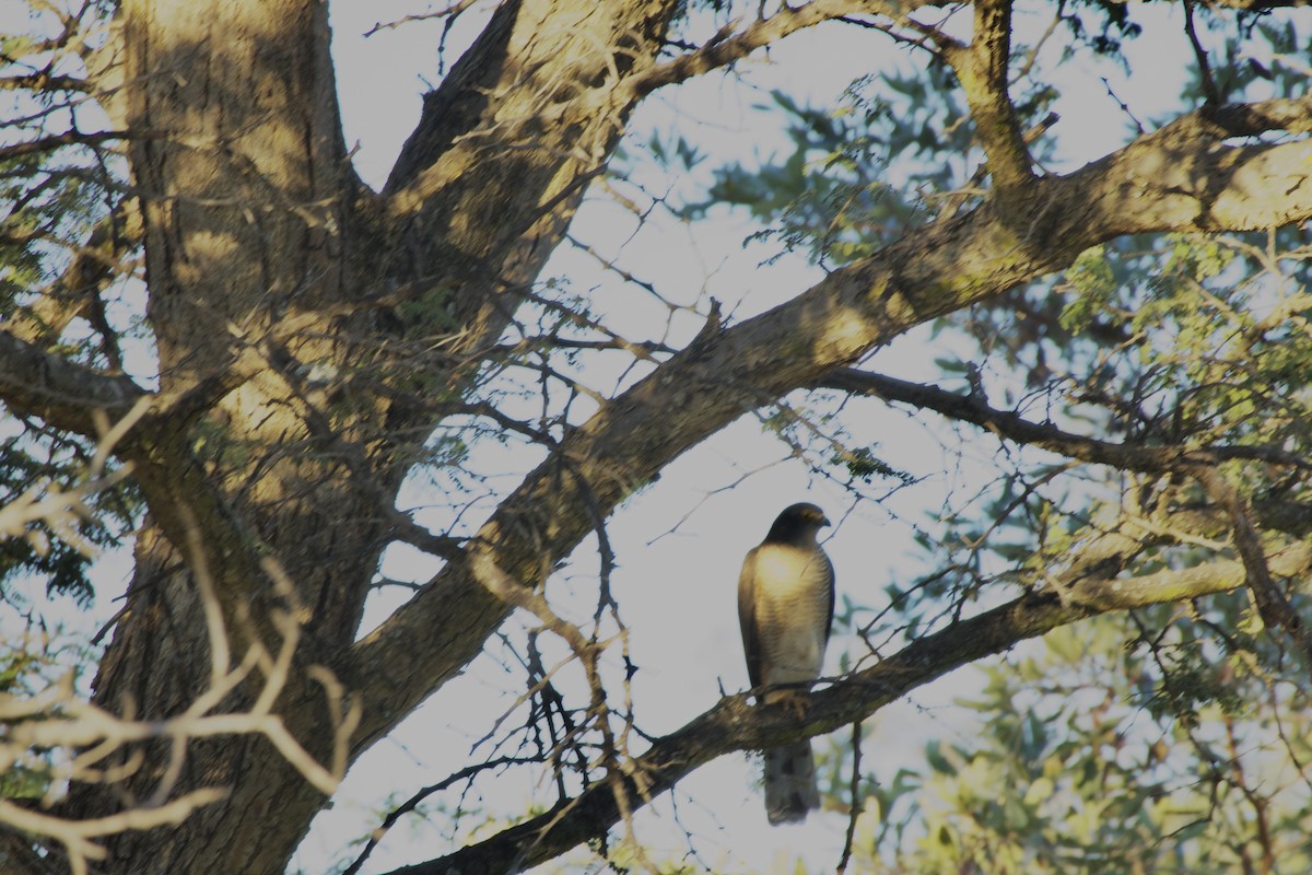 African Cuckoo-Hawk - ML636928848