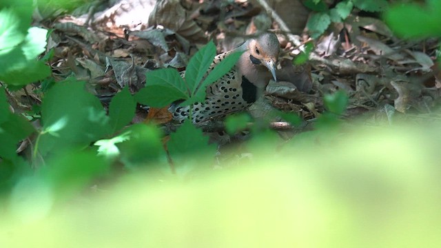 Northern Flicker (Yellow-shafted) - ML636928852