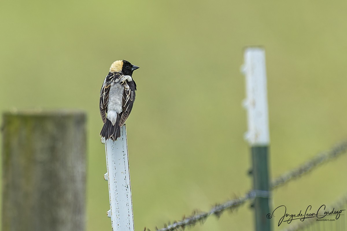 Bobolink - ML636928871