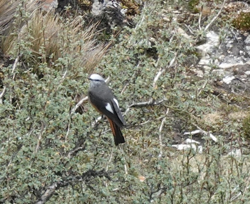 Red-rumped Bush-Tyrant - ML636928904