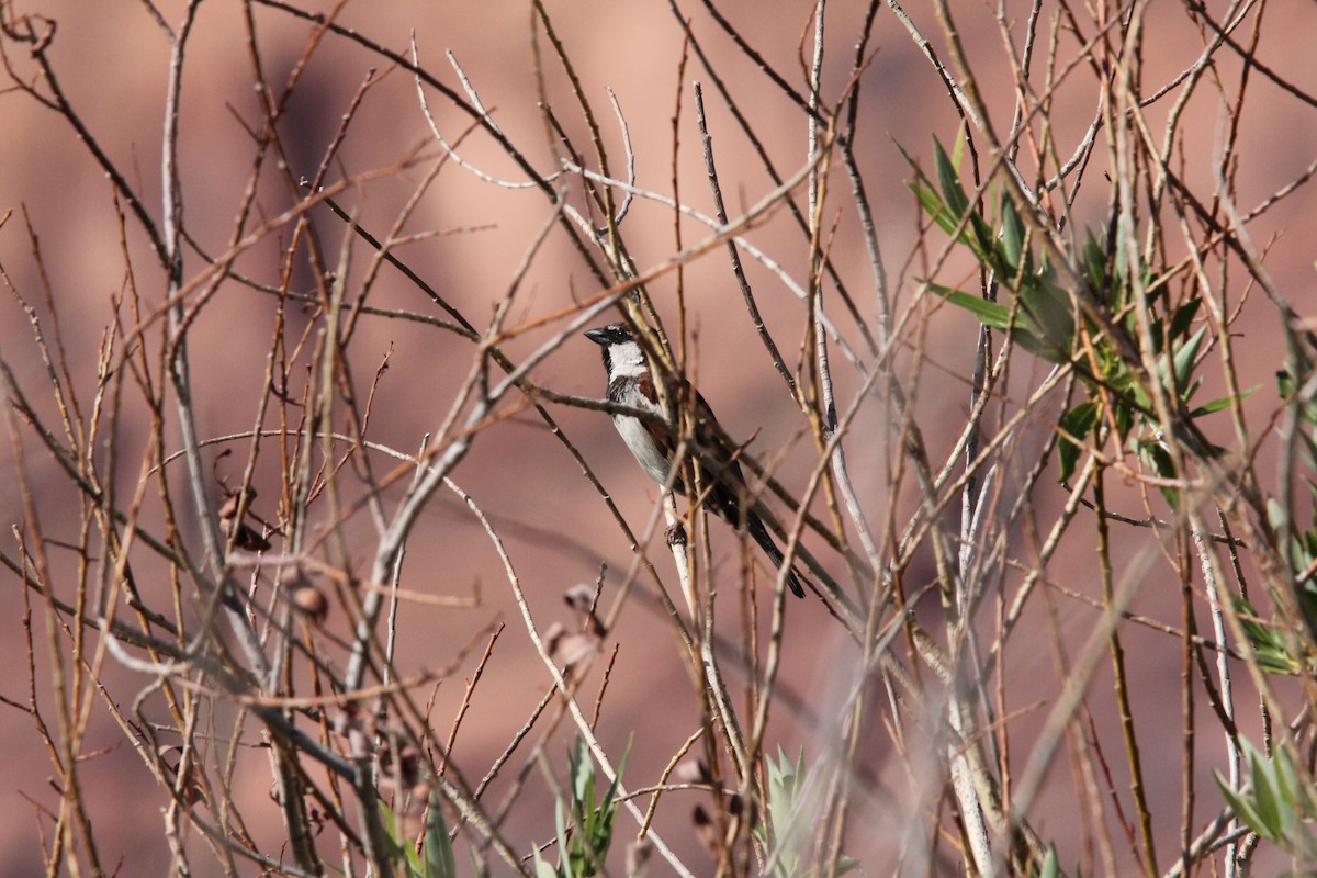 House Sparrow - ML636928914