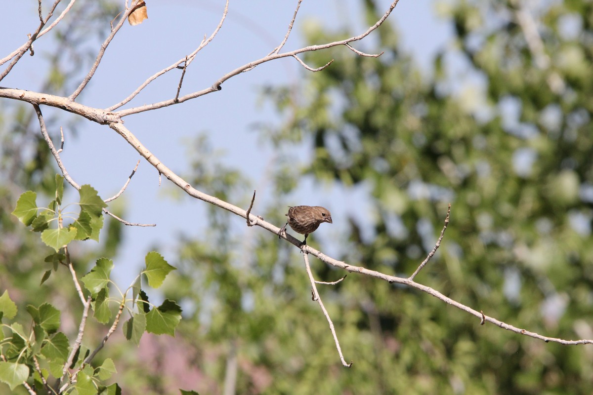 House Finch - ML636928918