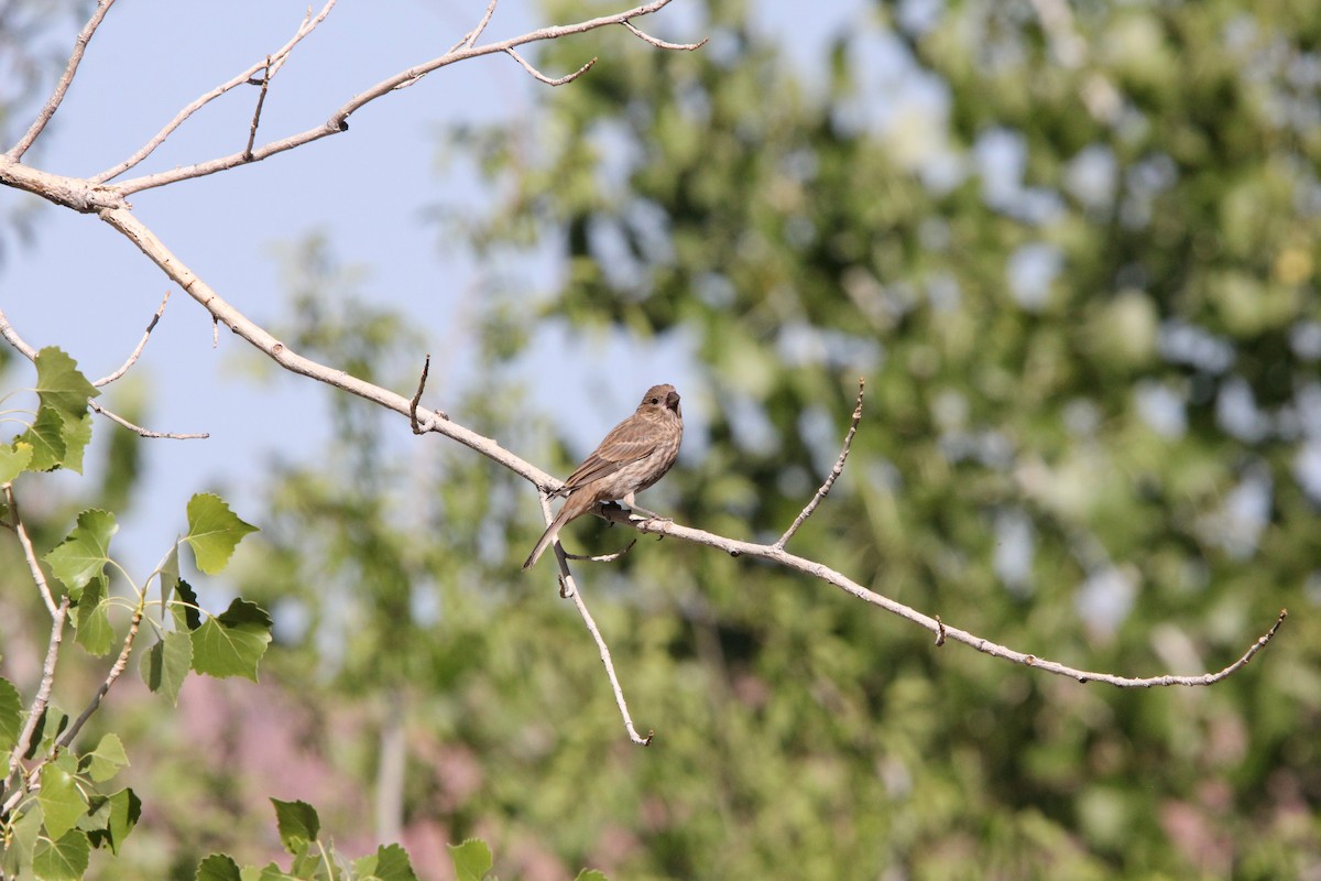 House Finch - ML636928919