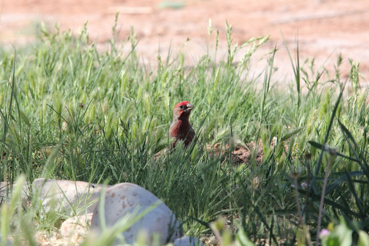 House Finch - ML636928927