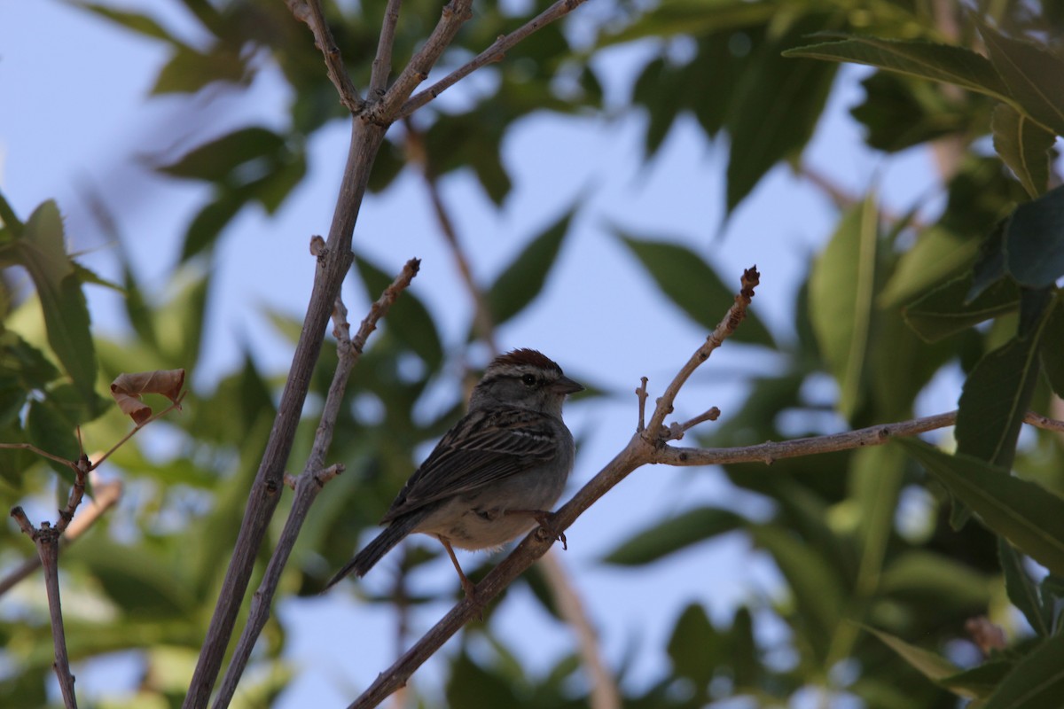 Chipping Sparrow - ML636928936