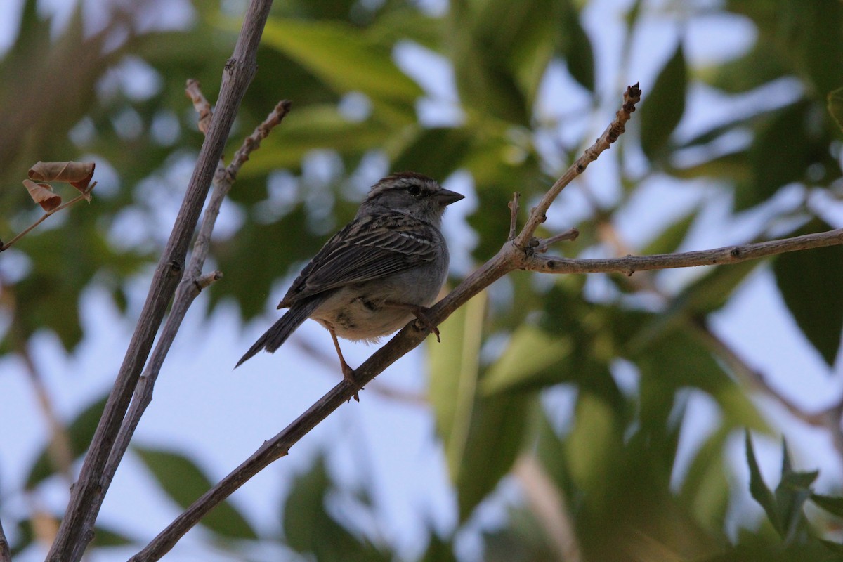 Chipping Sparrow - ML636928937