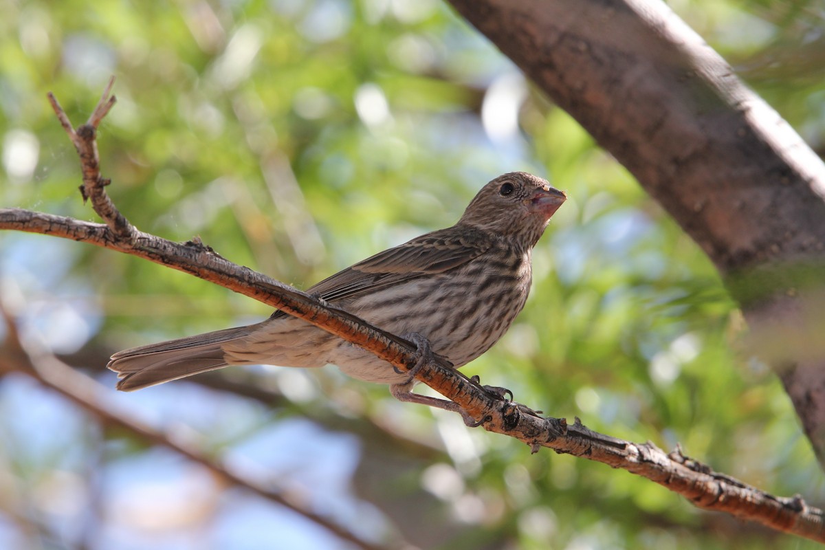 House Finch - ML636928938
