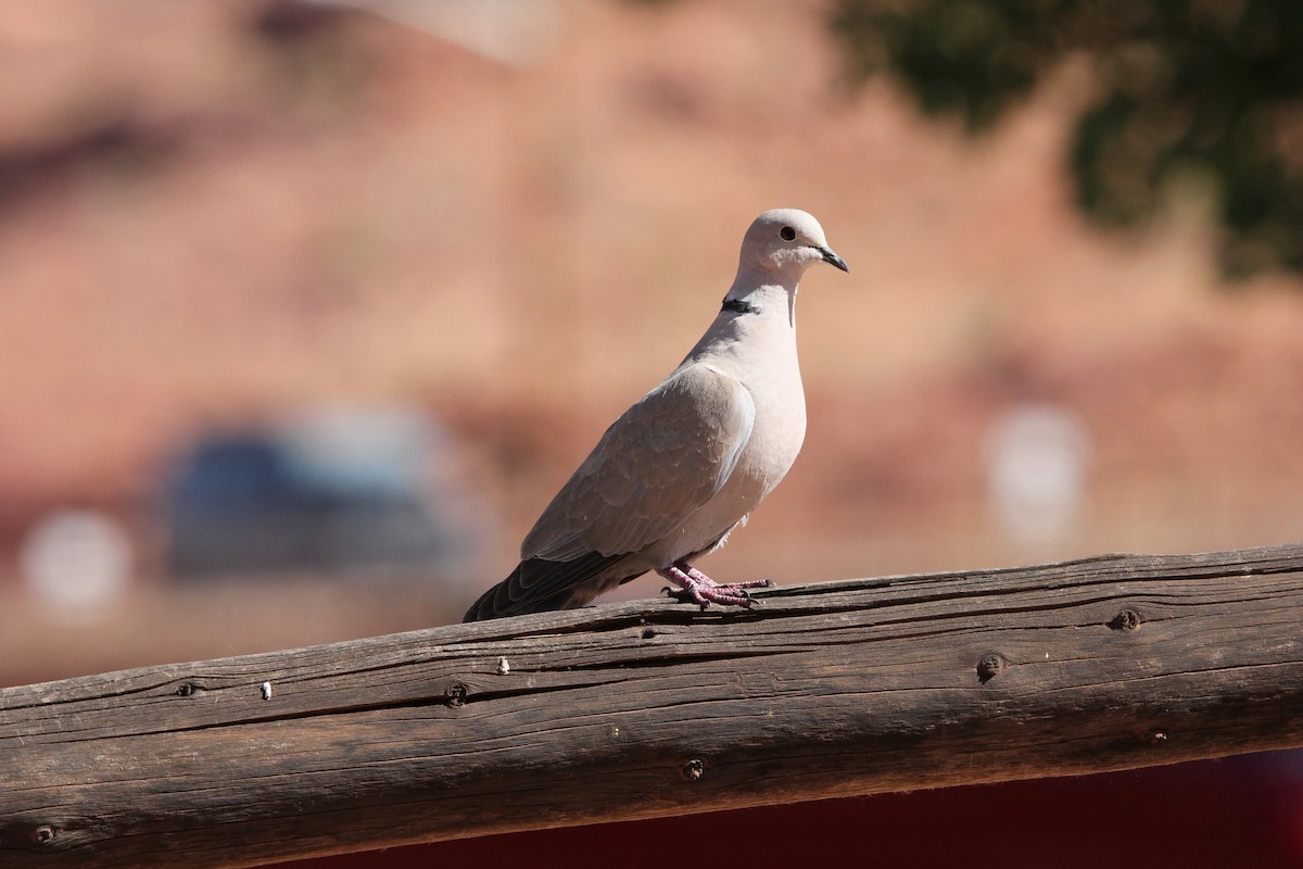 Eurasian Collared-Dove - ML636928943